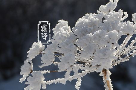 今日霜降 _ 露凝為霜知霜降，滴酒品后知濃香96.png